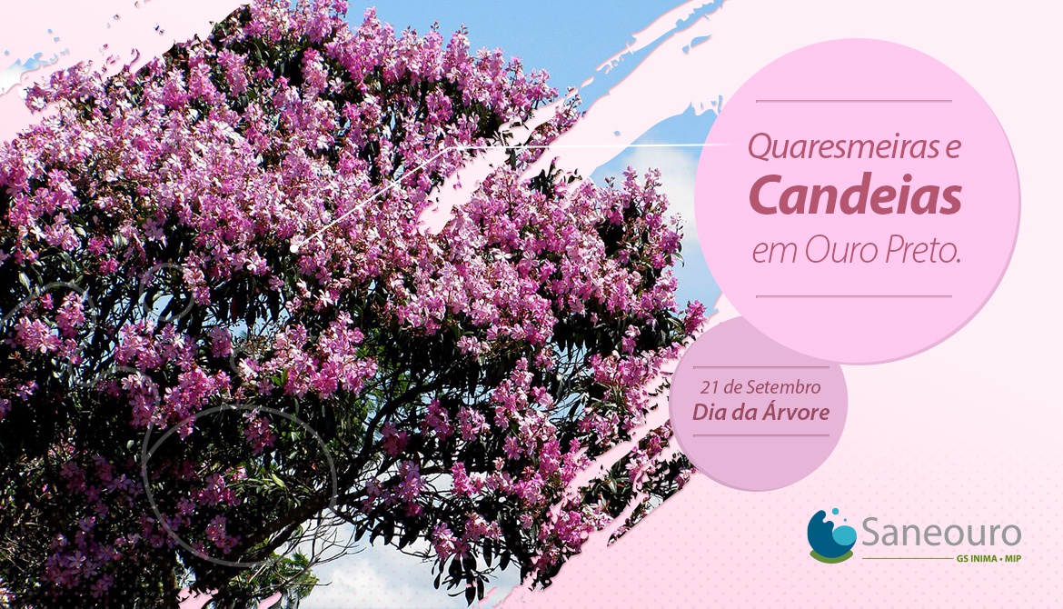 Quaresmeiras e candeias em Ouro Preto